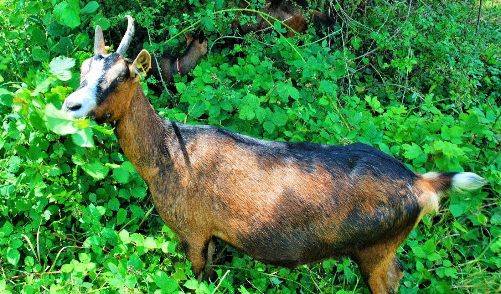 La ferme pédagogique de la Butte Pinson - LaToileBlanche.tv